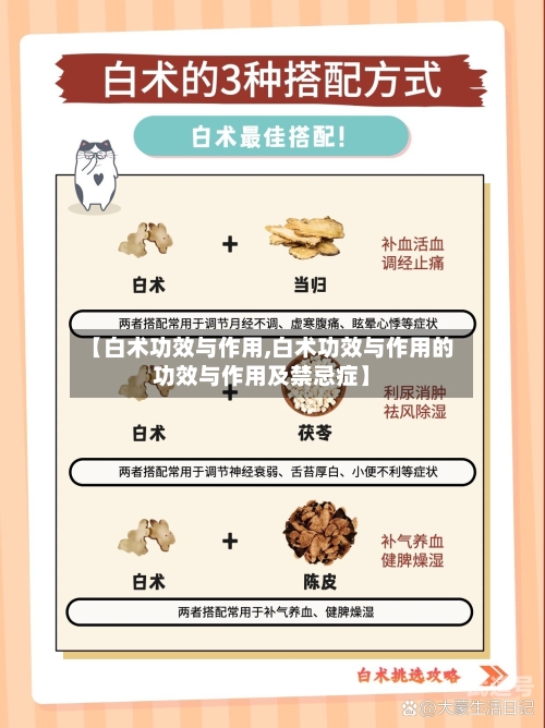 【白术功效与作用,白术功效与作用的功效与作用及禁忌症】-第3张图片