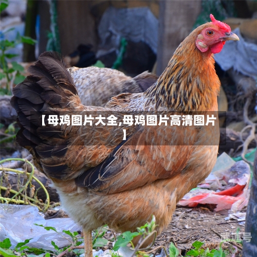 【母鸡图片大全,母鸡图片高清图片】-第2张图片