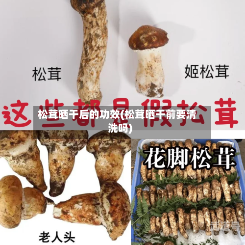 松茸晒干后的功效(松茸晒干前要清洗吗)-第3张图片