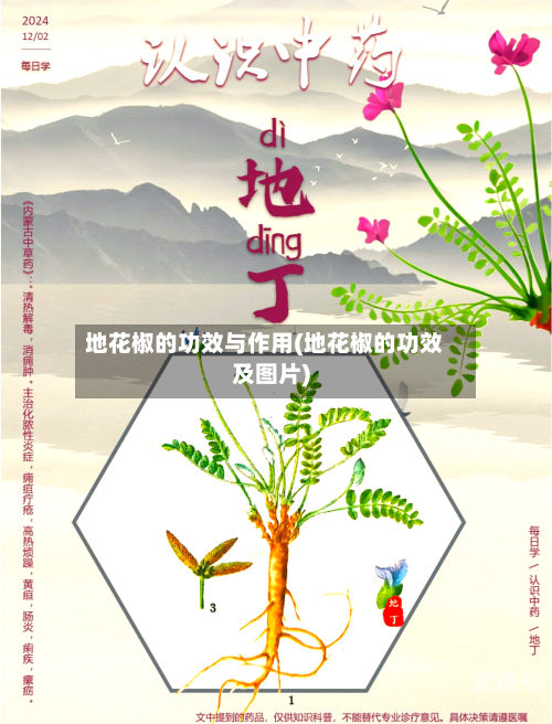 地花椒的功效与作用(地花椒的功效及图片)-第3张图片