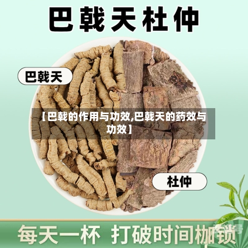 【巴戟的作用与功效,巴戟天的药效与功效】-第1张图片